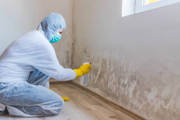 Licensed Mold Testing service in Jeffersonton, VA - WQB Mold Removal